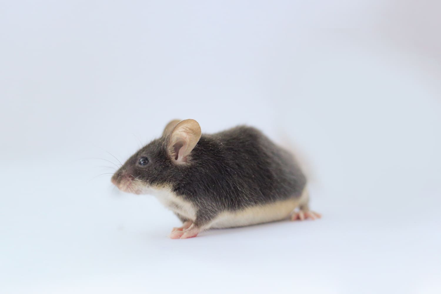 C57BL MICE (25 Gram, Male, 8 Week) – Kemuning