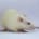 Sprague Dawley Rats (250 Gram up, Male, 16 Week)